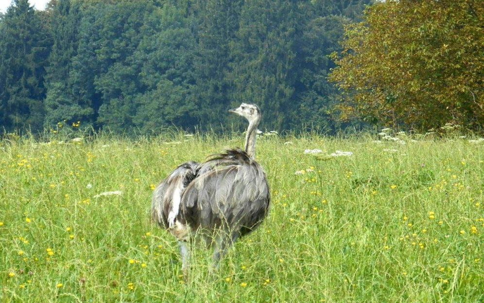 Die Einsatzkräfte jagen den entlaufenen Nandu.