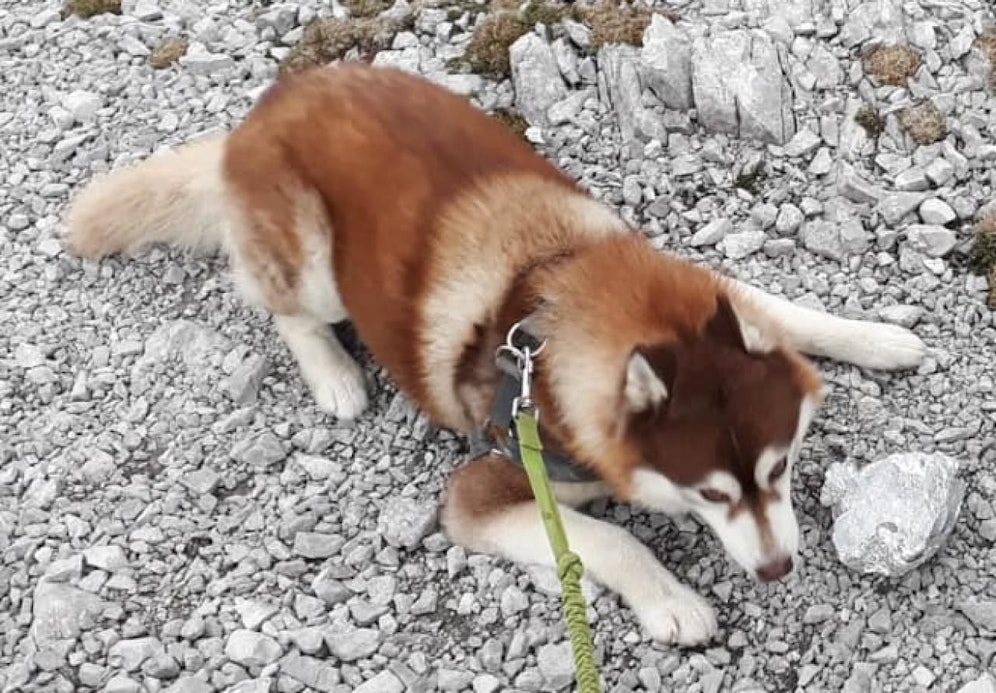 Am Samstag entwischte dieser Hund der Bergrettung. Zuletzt gesehen wurde er am Ramsauer Höhenweg (618).