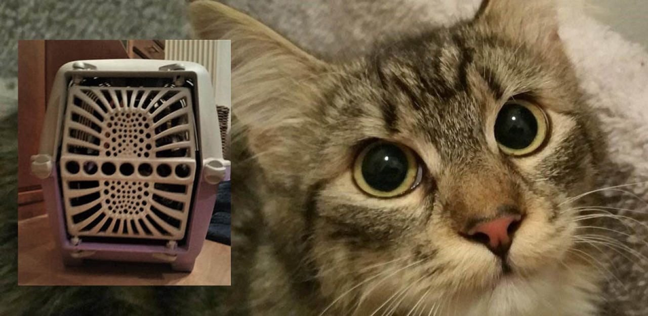 Heute.at - Katzen in Transportbox bei Friedhof ausgesetzt