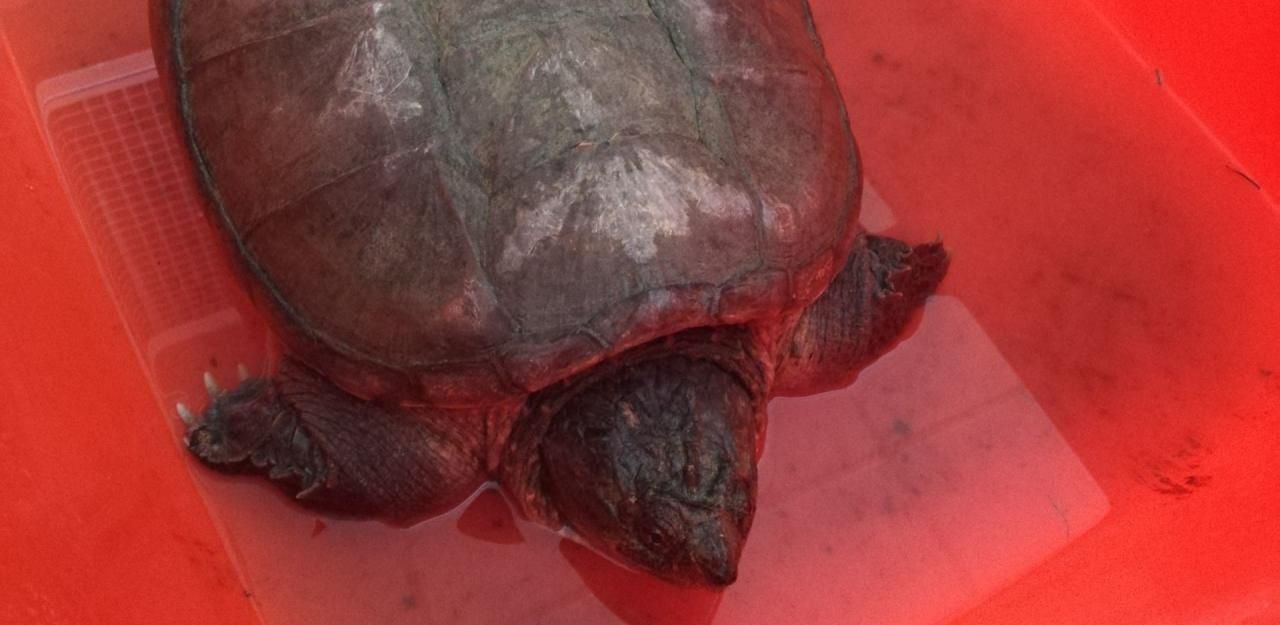 Heute.at - Schnappschildkröte saß mitten auf der Straße