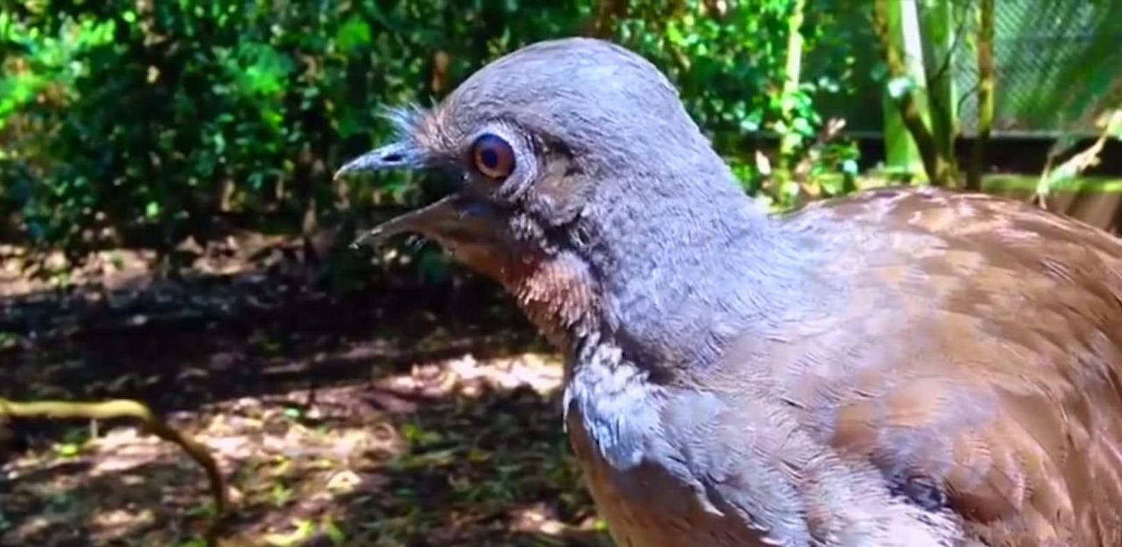 Video: Dieser Vogel hat jeden Sound drauf