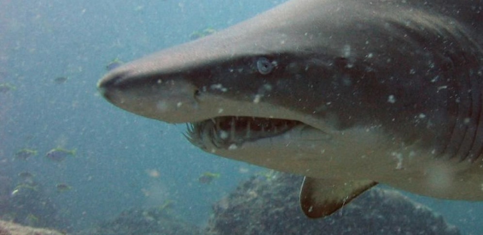 Ein Sandtigerhai attackierte die Taucher (Symbolbild/Richard Ling)