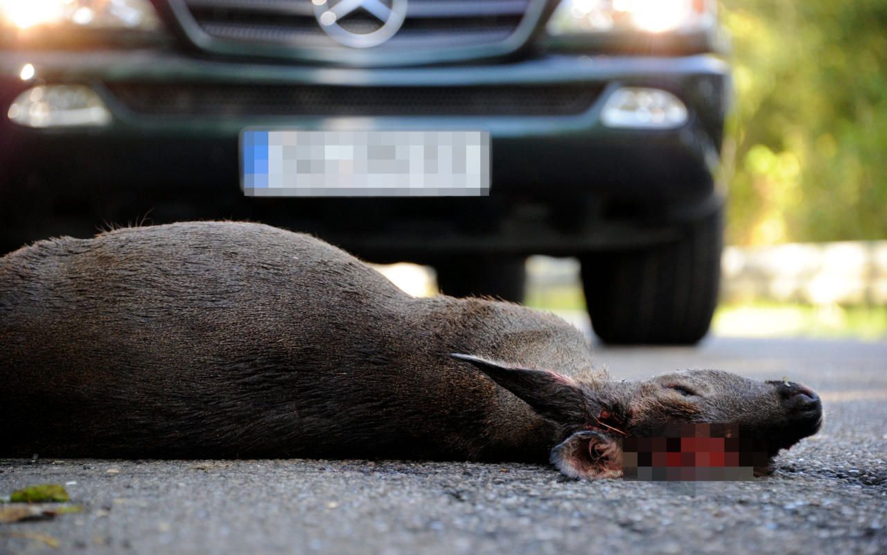 Ein zwei Tage zuvor angefahrenes und verendetes Reh liegt am 13.10.2011 bei Schleswig zu Demonstrationszwecken auf der Straße. Die deutsche Polizei wollte damit vor erhöhter Gefahr von Wildunfällen während der Sommermonate warnen. (Archivbild)