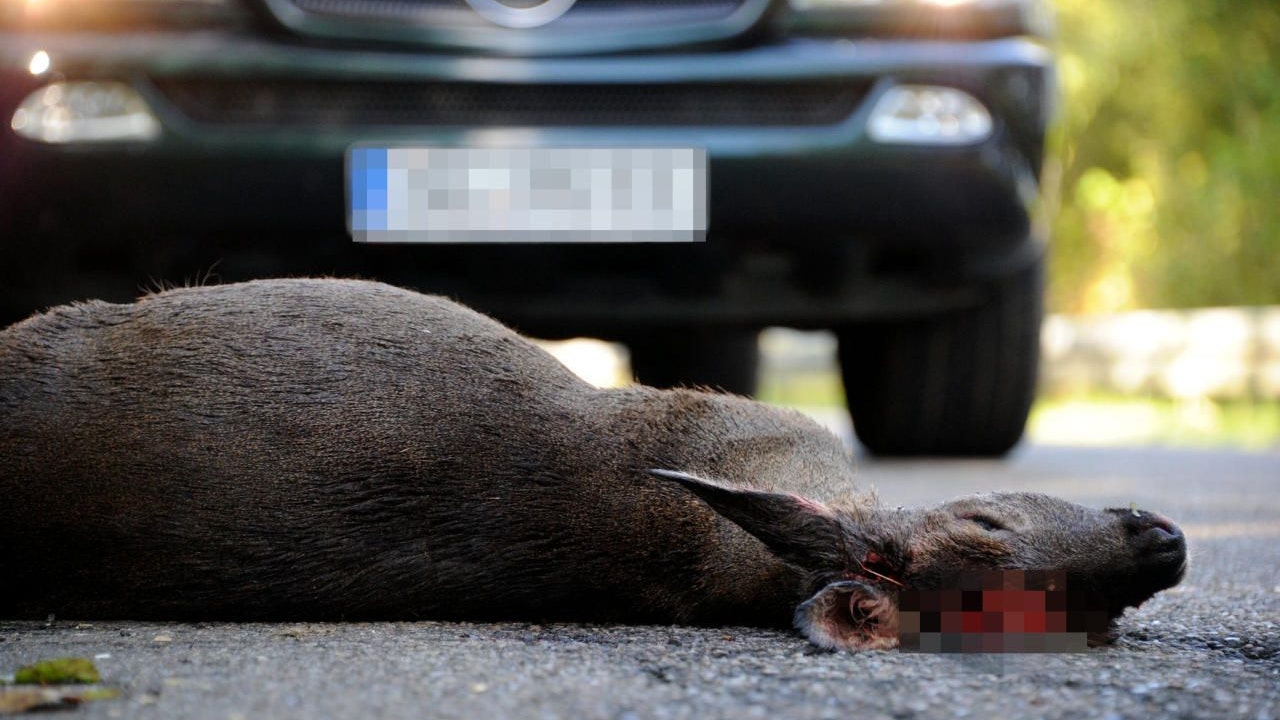 Heute.at - Autofahrer wollte Reh retten – Fall landete vor Gericht