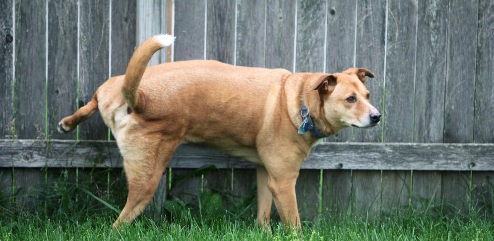 Weil der Hund gegen den Zaun pinkelte, eskalierte ein Nachbarschaftsstreit in Wels.