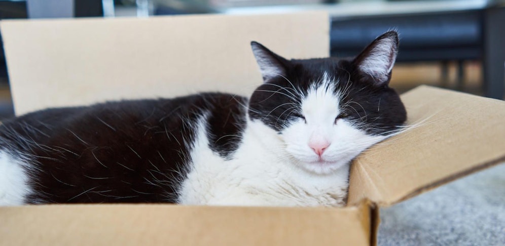 Symbolfoto einer Katze.