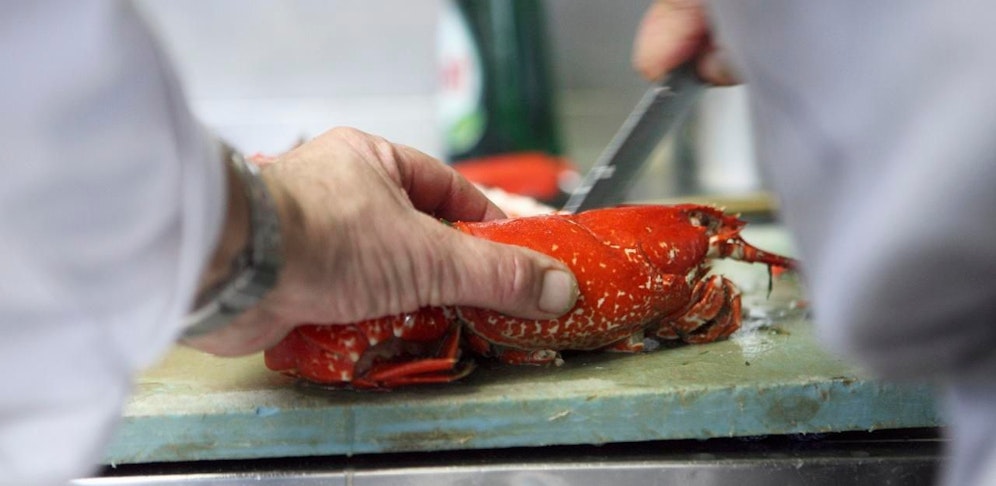 Hummer müssen künftig vor dem Kochen betäubt werden.