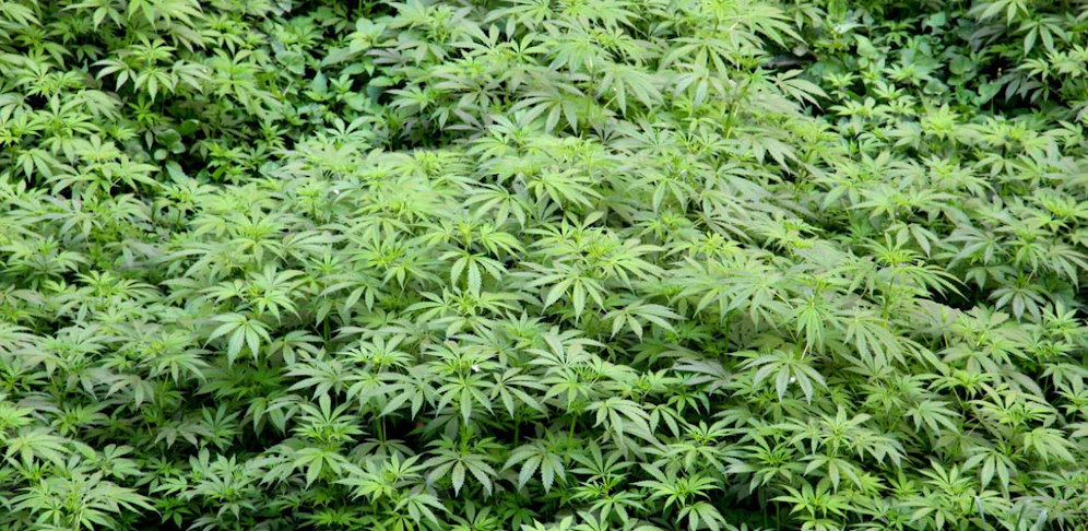 Der junge Mann baute Cannabis im Wald an
