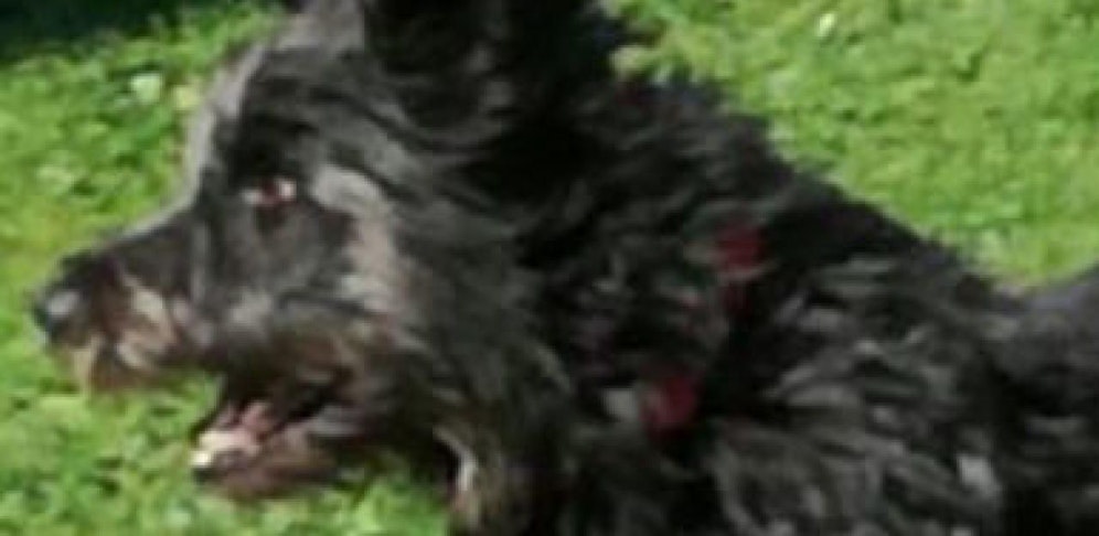 Qualvoll: "Ballo" wurde von Frau im Pool ertränkt.