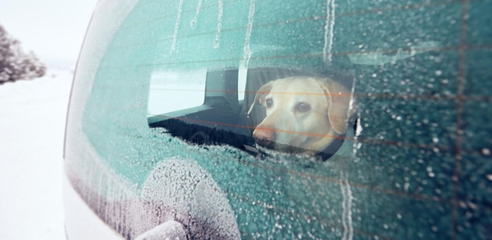 Der Mann hatte seinen Hund bei der eisigen Kälte im Auto zurückgelassen