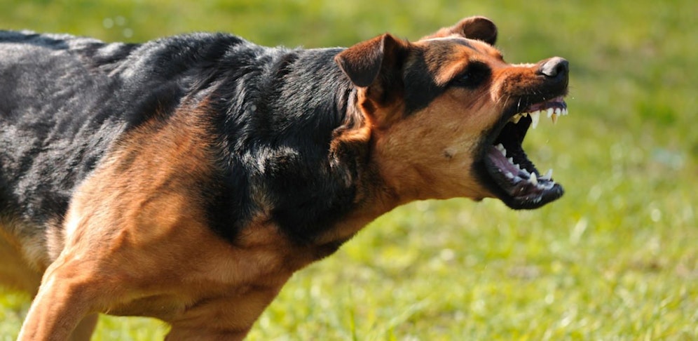 Der Hund schlug den Täter in die Flucht