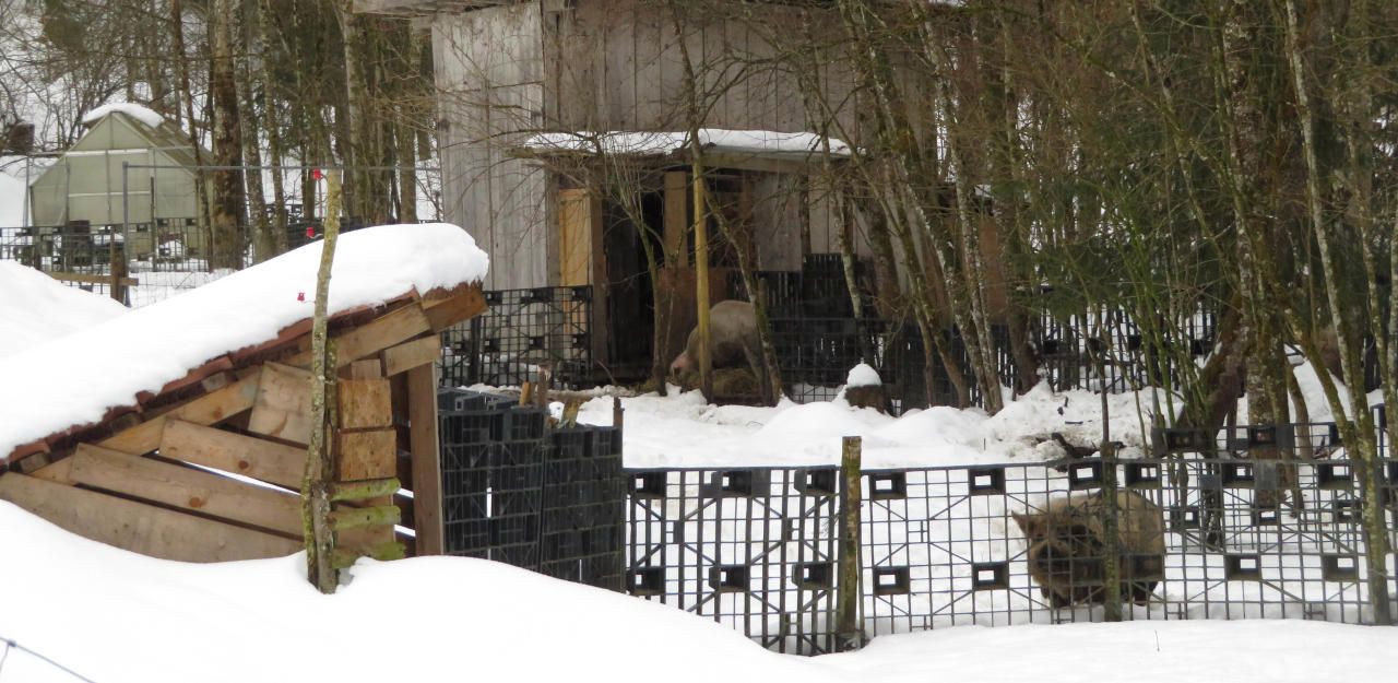 Heute.at - Stalltiere wurden aus Hunger zu Kannibalen