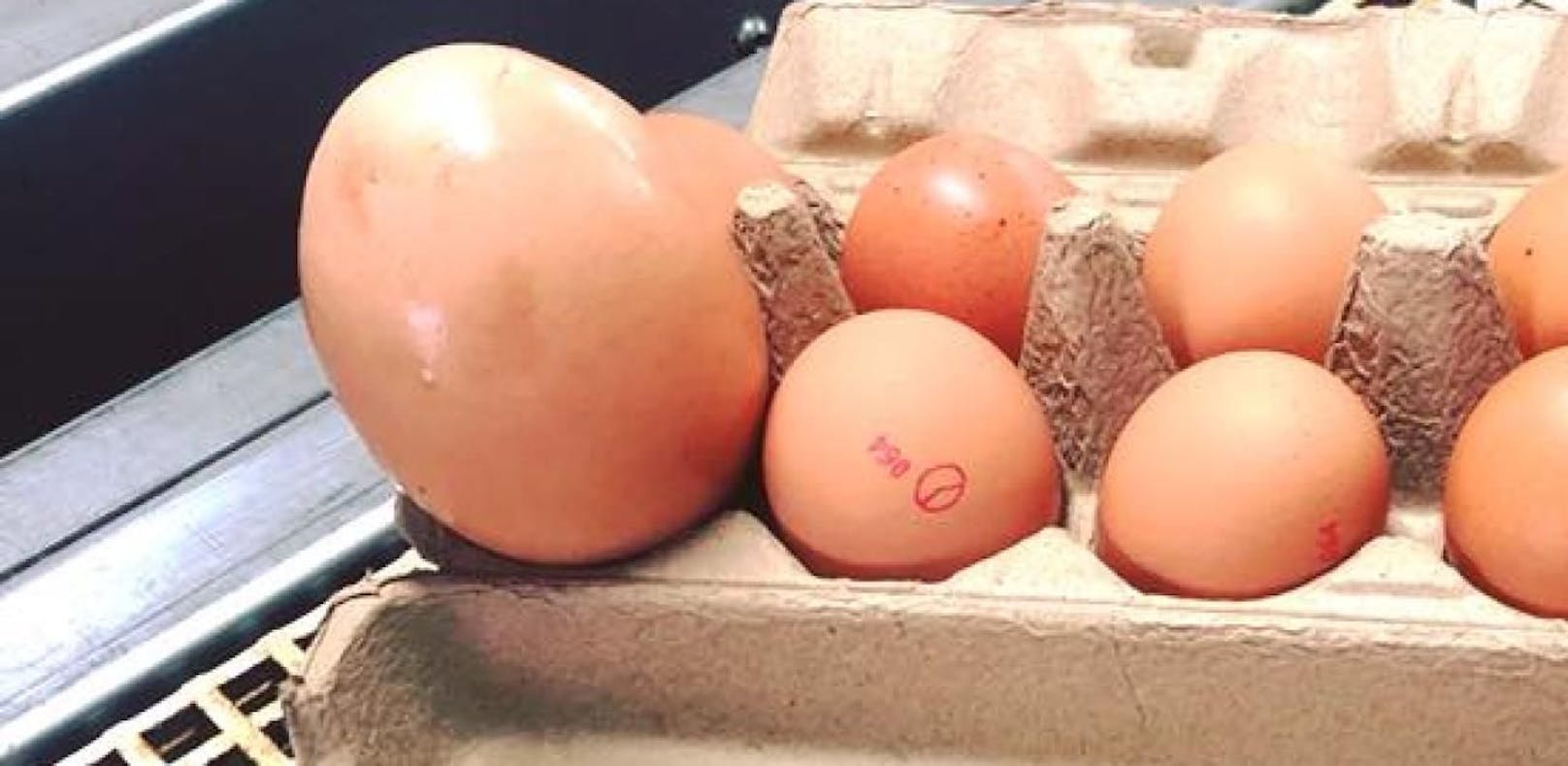 Huhn legt Riesen-Ei, das selbst Experten überrascht