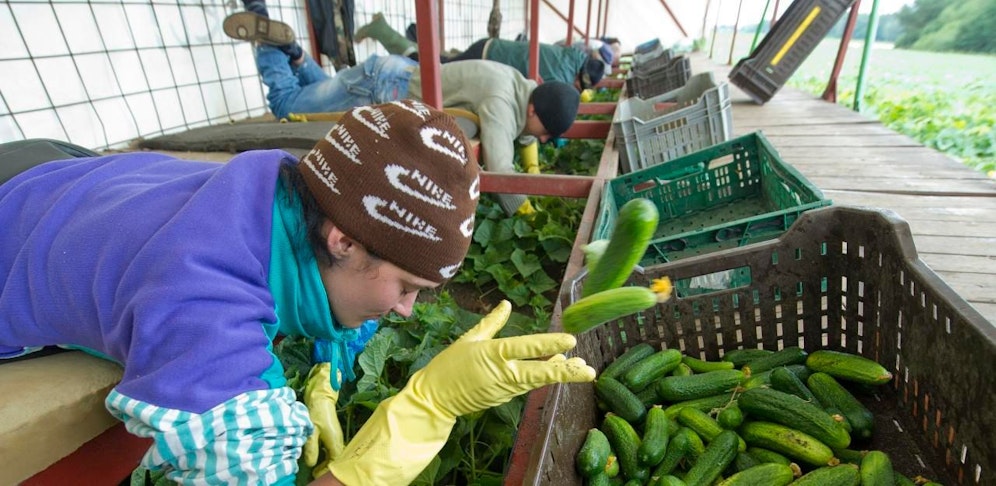 Jedes Jahr helfen Saisonarbeiter aus dem Balkan aus. Dieses Jahr kommen sie aber nicht.