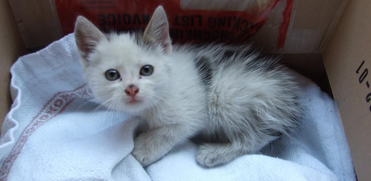 Heute.at - Babykatze wurde in Müll-Sammelbox entsorgt