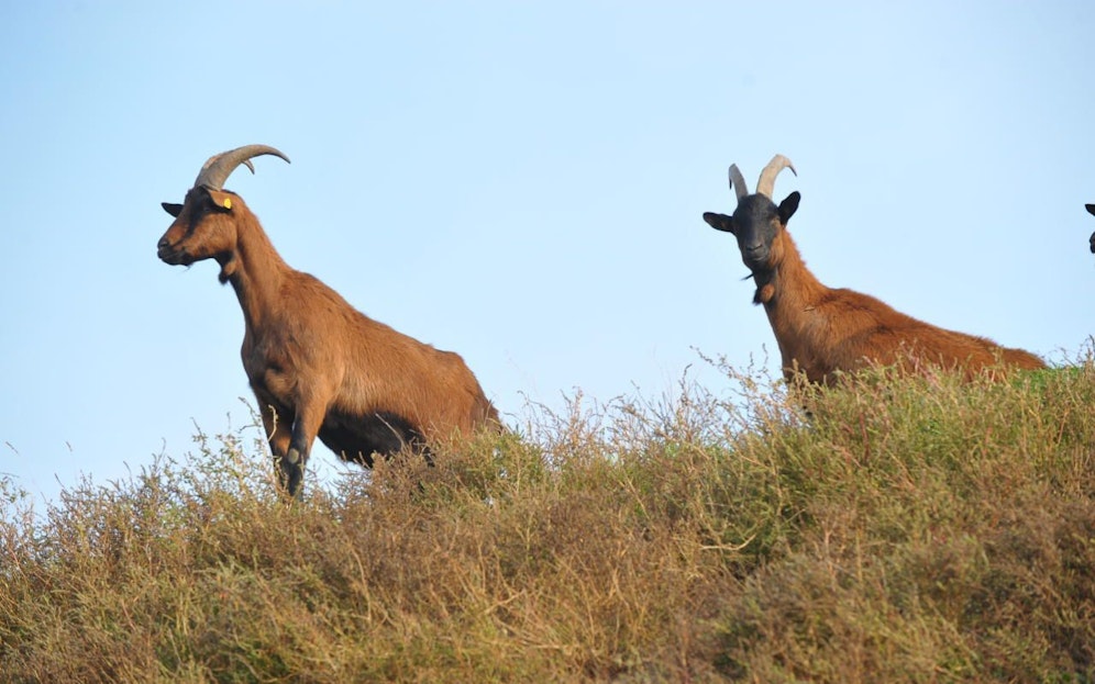 (c) PID/Schaub-Walzer