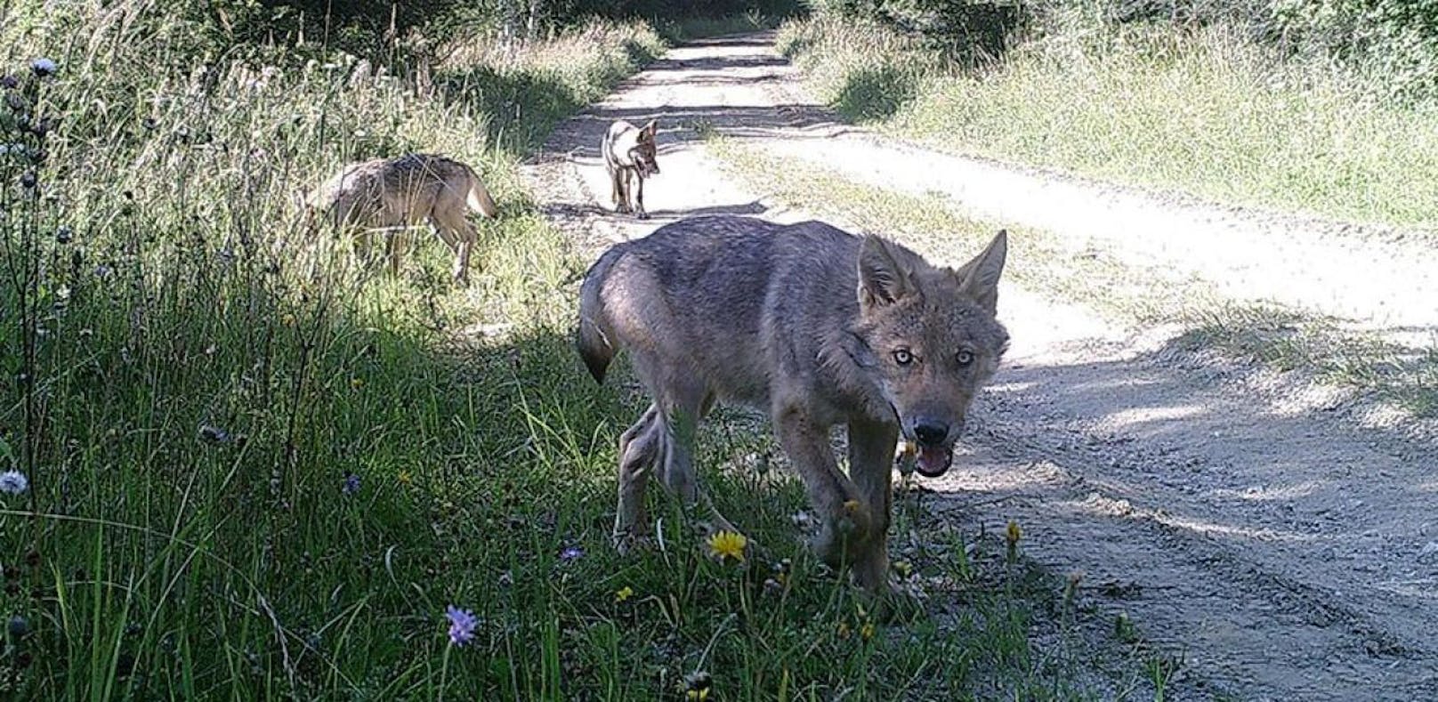 Diese Wölfe wurden in Allentsteig fotografiert.
