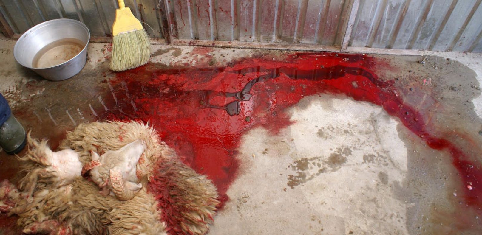Tierschützer beklagen unnötiges Leid beim Ausbluten von Schafen.