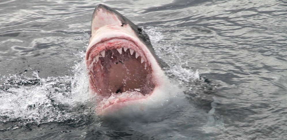 Der Taucher wurde von einem Weißen Hai getötet.