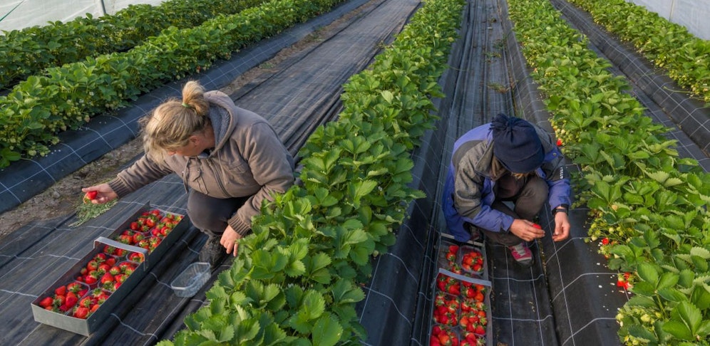 Erntehelfer dringend gesucht (Symbolbild)