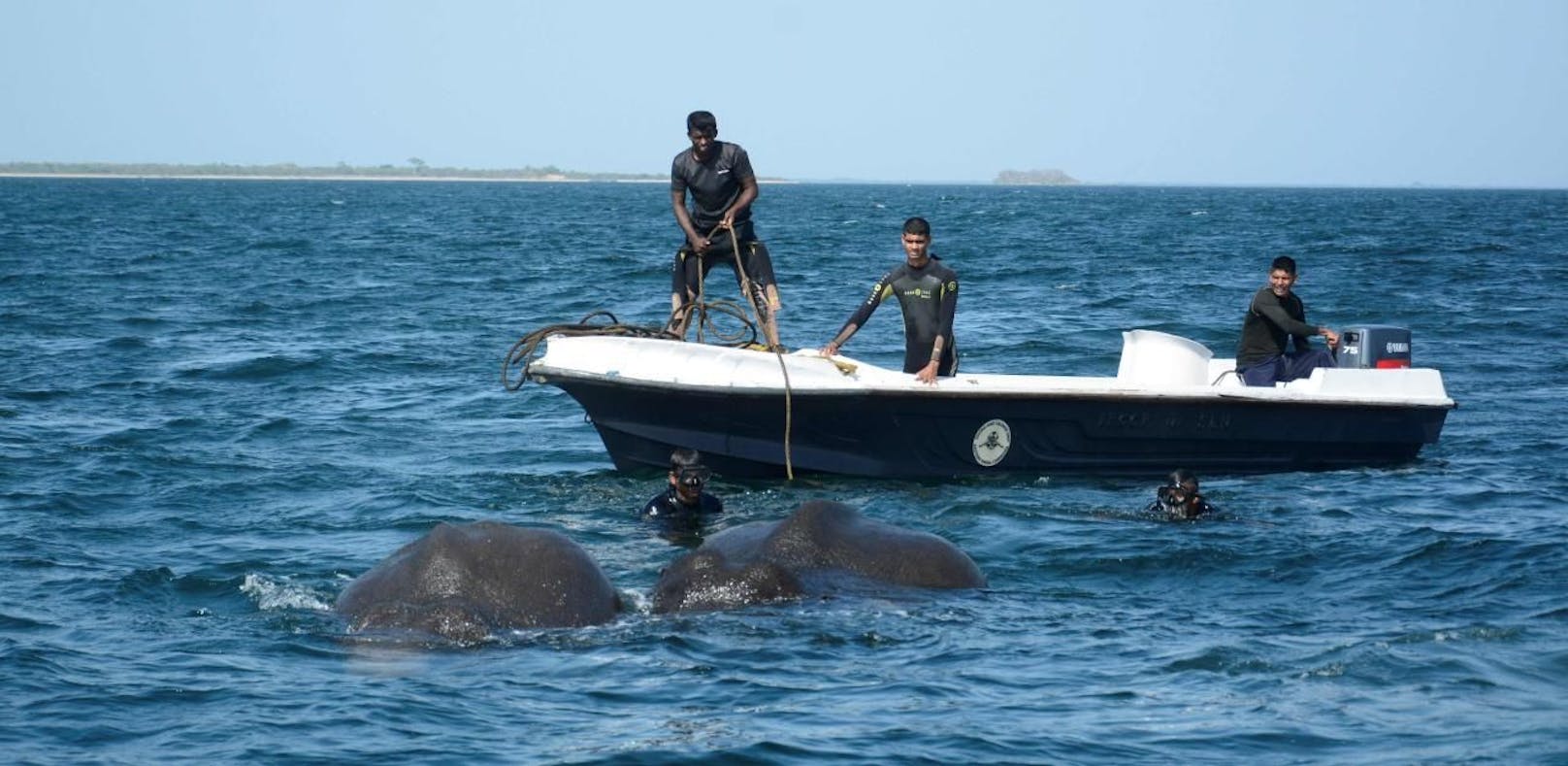 Sri-lankische Marine rettet Elefanten aus Seenot