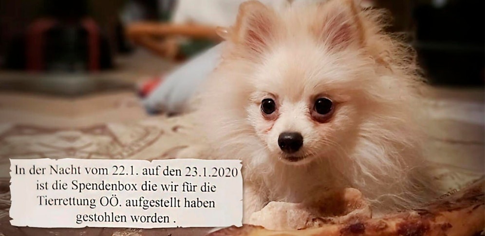 Auch auf Facebook war die gestohlene Spendenbox Thema. Das Geld hätte Tieren wie dem sechs Monate alten "Teddy" (im Bild) helfen können.  