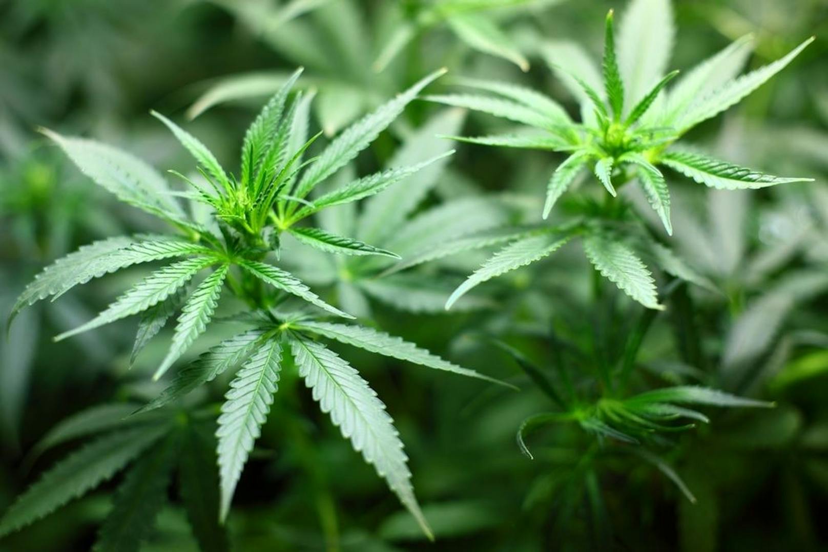 In Palterndorf (Bezirk Gänserndorf) fanden Polizisten am Sonntag rund 1.600 Marihuana-Pflanzen – das entspricht zirka 40 bis 50 Kilogramm Hanf.