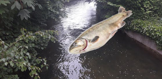 Experten klären derzeit, welche Fische ausgesetzt werden sollen.