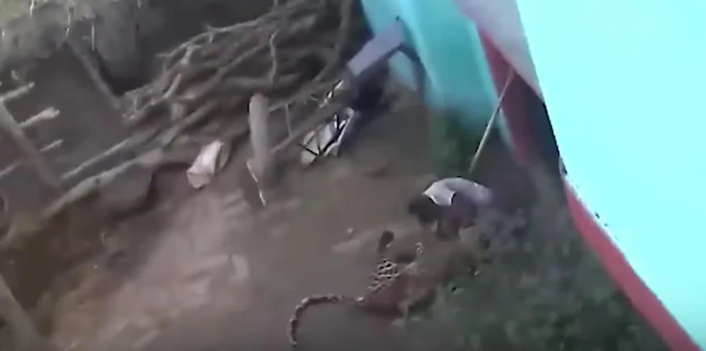 Dramatisch: Der Leopard attackiert den indischen Dorfbewohner.