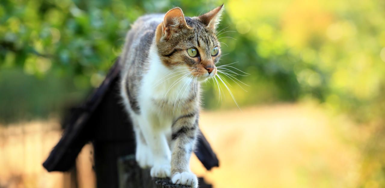 Heute.at - Kater tappt in eine illegale Falle und überlebt knapp