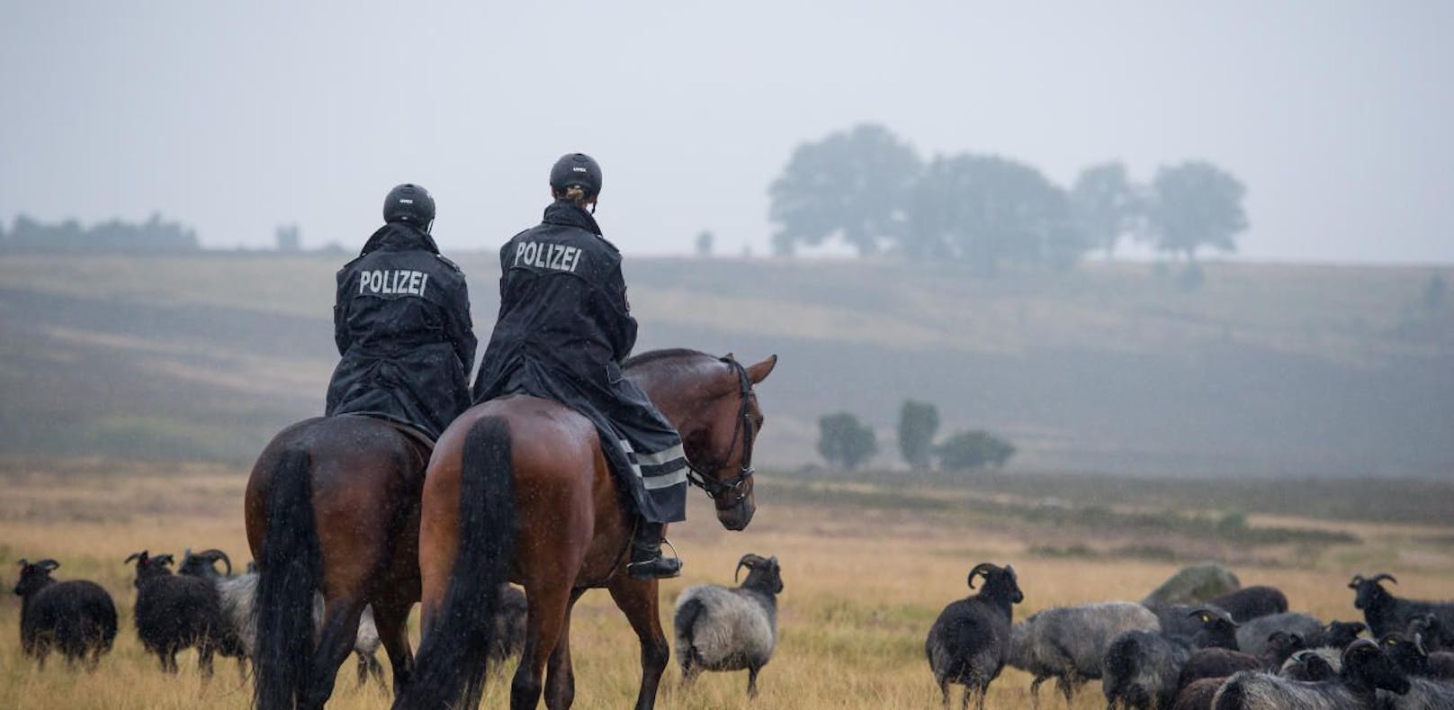 Ein Pferd könnte laut Tschürtz neun Polizisten ersetzen.