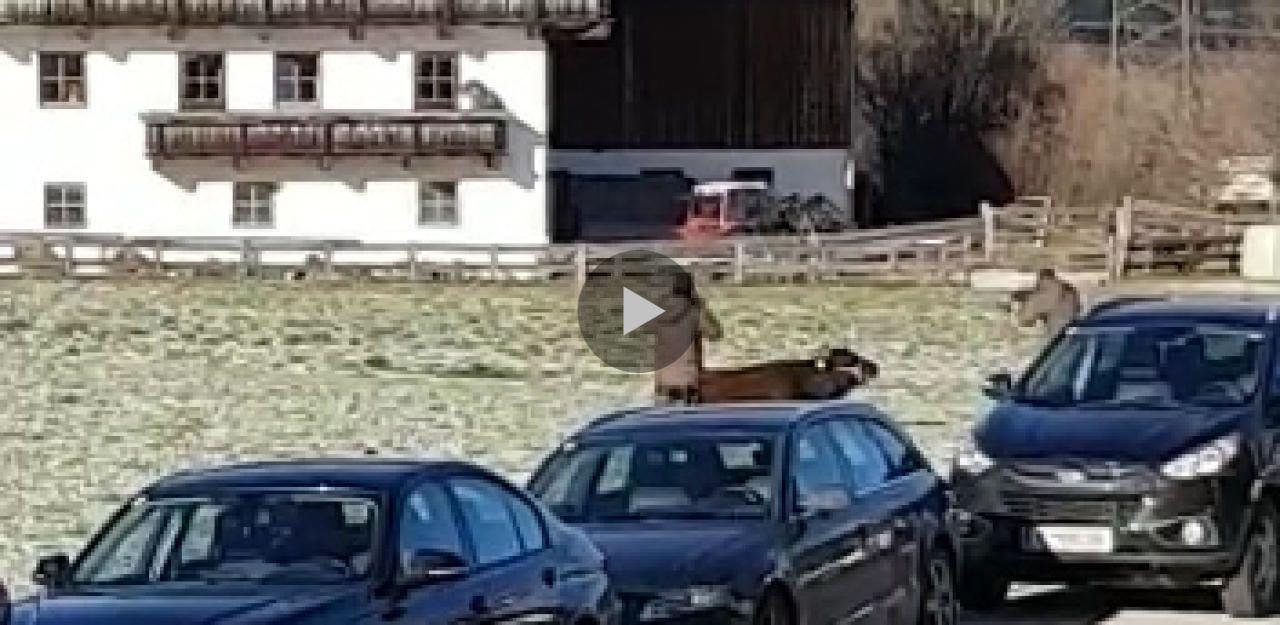 Heute.at - Cobra-Cops erschießen Kuh mit sieben Kugeln