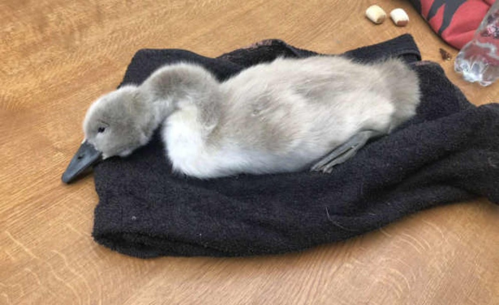 Die Tierärzte kämpfen um das Leben der kleinen Schwäne