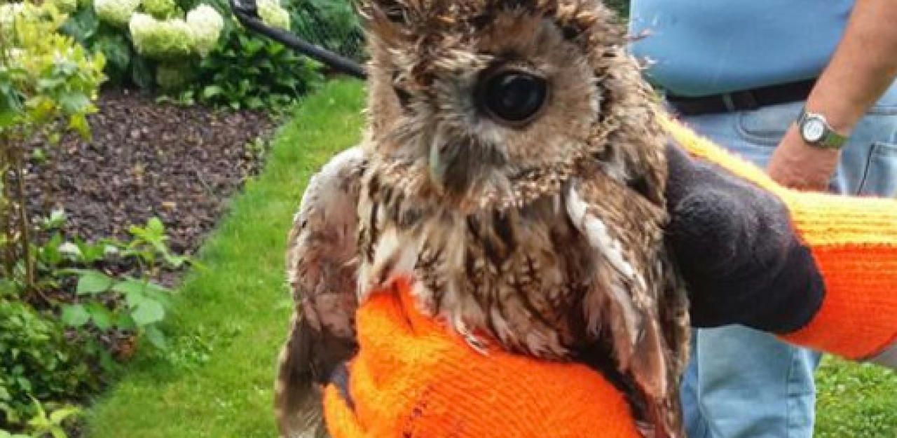 Heute.at - Regen überraschte jungen Waldkauz: Gerettet!
