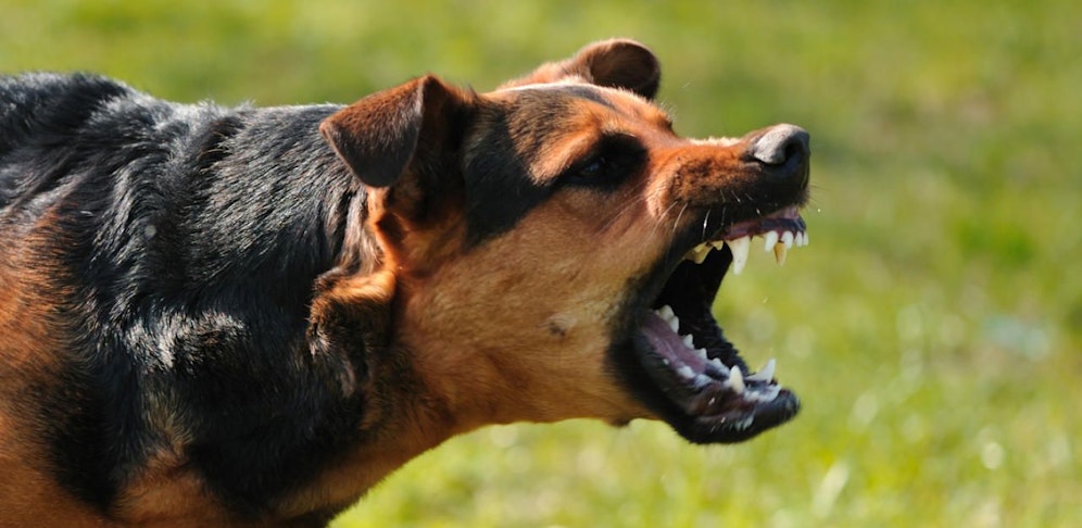 Das Mädchen wurde von einem Hund gebissen
