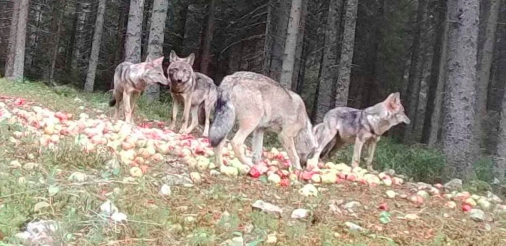 Ein Wolfsrudel tappte im Waldviertel in die Fotofalle.