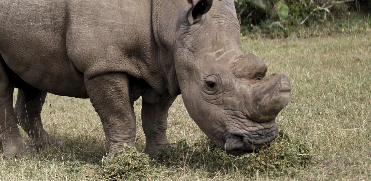Rettung in letzter Sekunde für das Weiße Nashorn? - News | heute.at