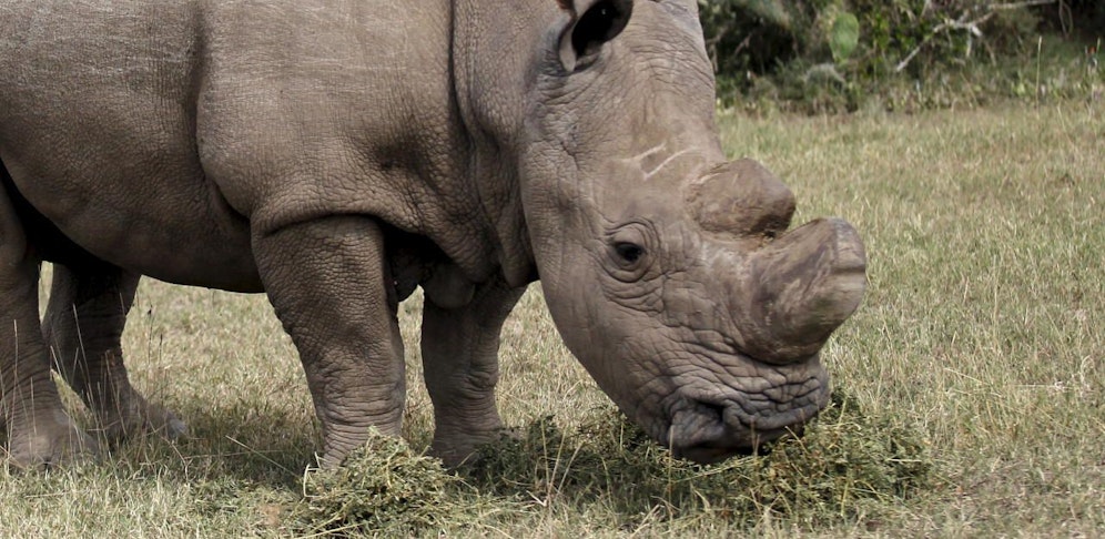 Gleich zwei Nashörner attackierten einen Jeep mit Touristen. (Symbolbild)