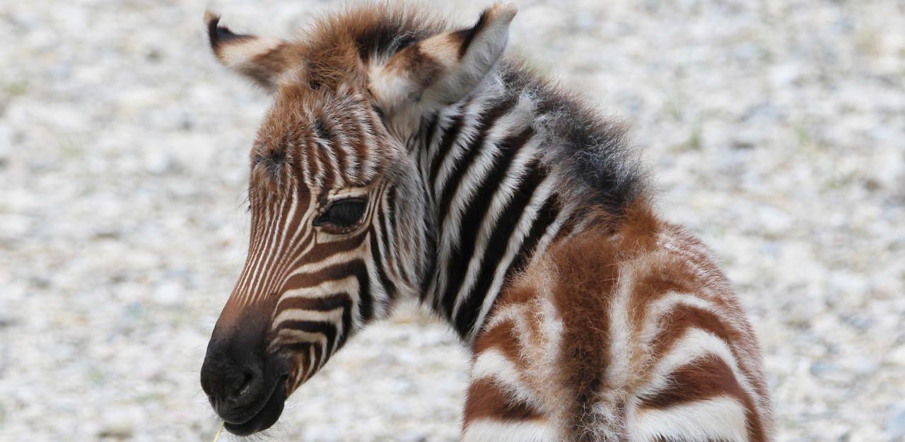 Heute.at - Nach Winter ein Babyboom im Zoo Schmiding