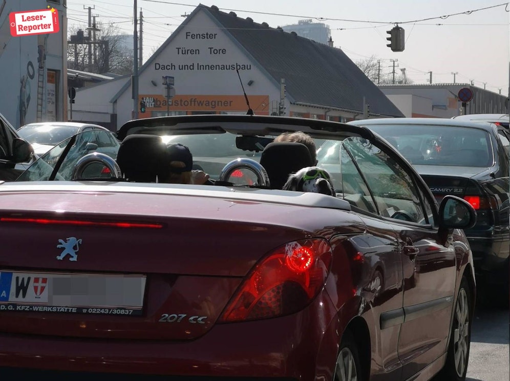 Dieser Hund weiß, wie man das schöne Wetter genießt.