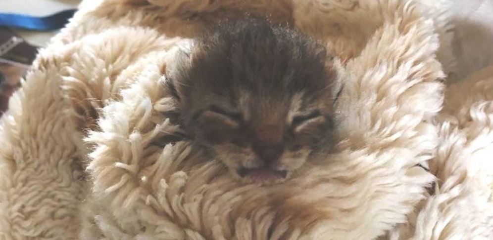 Babykater "Albert" wird nun im Tierheim Dechanthof aufgepäppelt. 