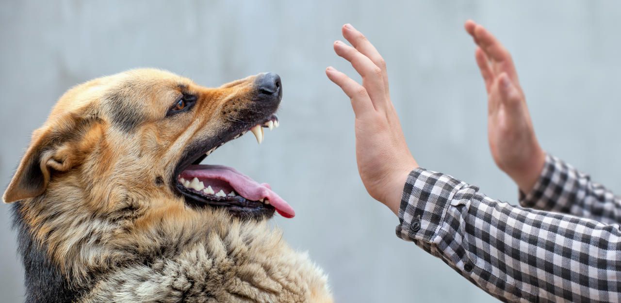Heute.at - Familienhund fällt Bub (9) an, beißt ihm in den Kopf