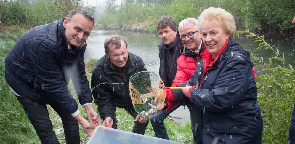5.000 Nasenfische wurden ausgesetzt.