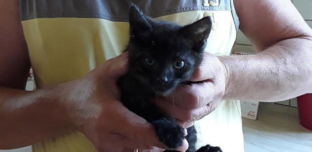 Der Kleine wird jetzt vermittelt.