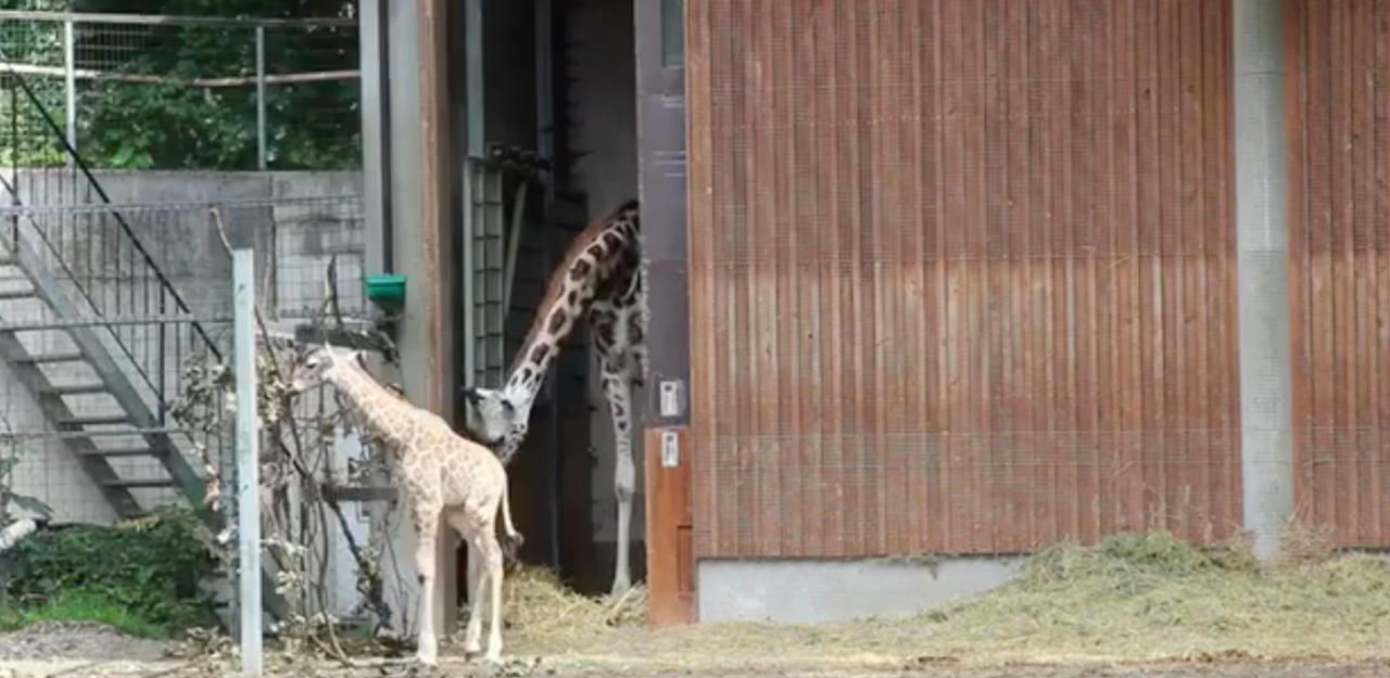 Heute.at - Zoo Schmiding: Erster Ausflug der Baby-Giraffe