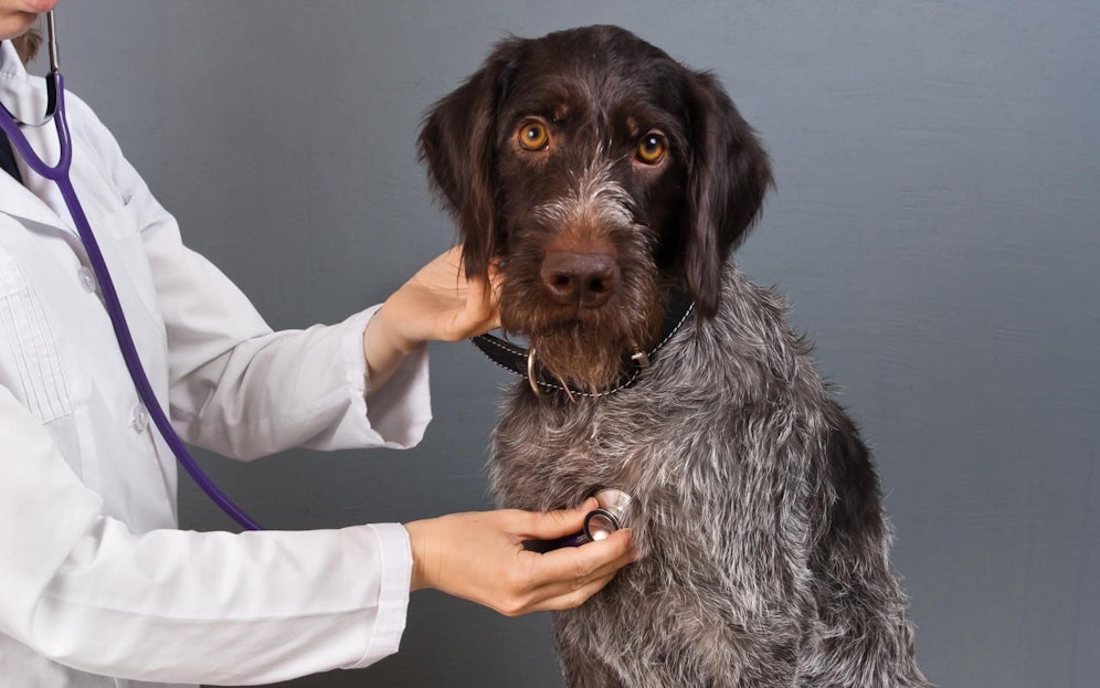 hands of vet examine dog with stethoscope in vet clinic