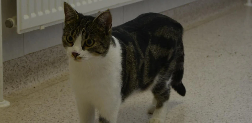 Happy End um Katze "Greta": Sie ist wieder bei ihrer Familie.