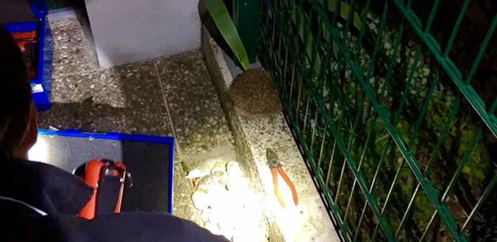Mit einer Zange konnte der Igel befreit werden.