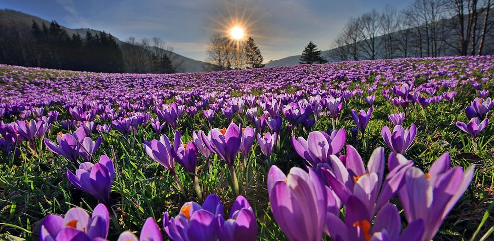 Auf den Wiesen des Mostviertels blühen die Krokusse.