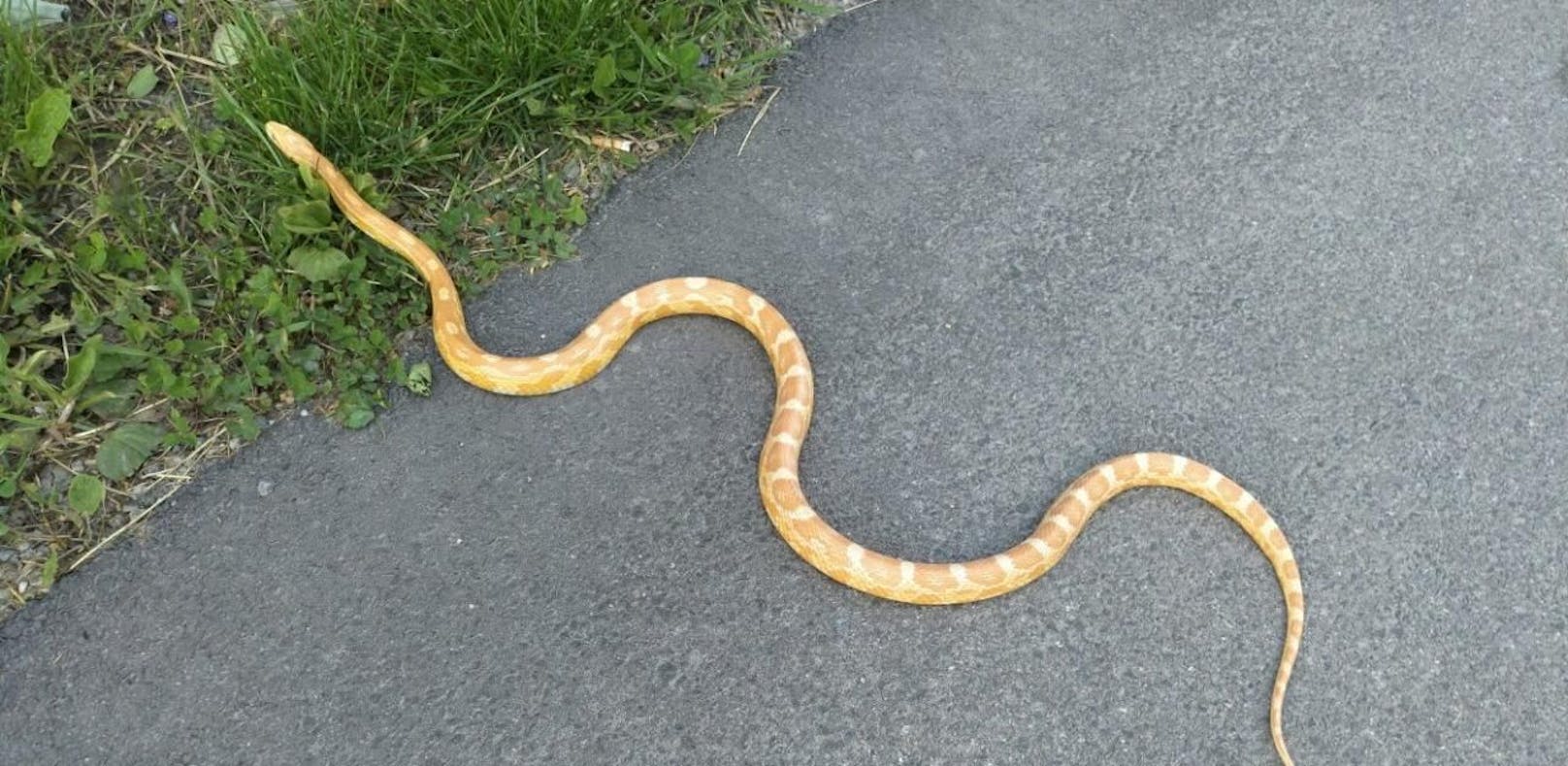 Schlangen-Alarm: Reptil zischte über Parkplatz